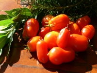 roma_tomatoes_thumbnail.jpg